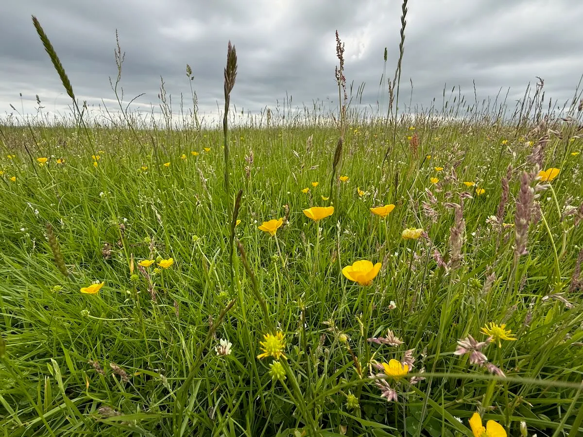 Wild Flowers on Inishmore (&copy; Patrick Hughes)