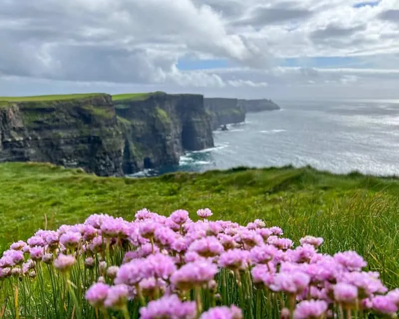 A sweeping view of the Cliffs of Moher with summery pink flowers in the foreground of the picture.